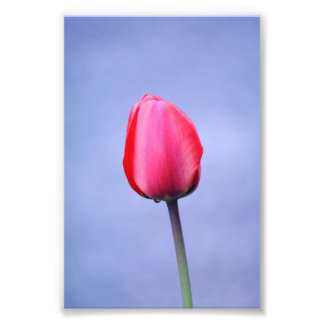 Elegant Pink Tulip With Lavender Colour Background Photo Print