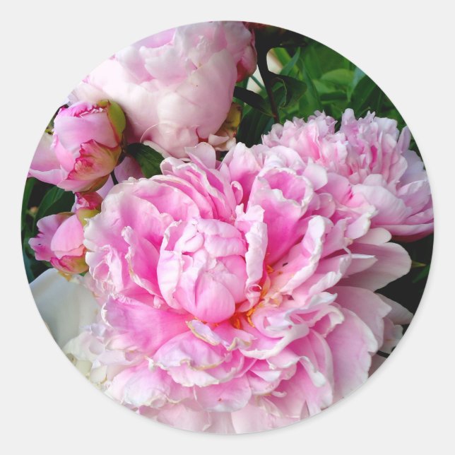 Elegant pink white peony floral garden photo classic round sticker (Front)
