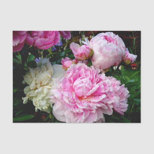 Elegant pink white peony floral garden photo tissue paper (Front)