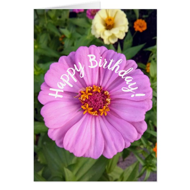 Elegant Pink Zinnia Flower Birthday Card (Front)