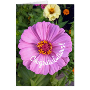 Elegant Pink Zinnia Flower Congratulations Card