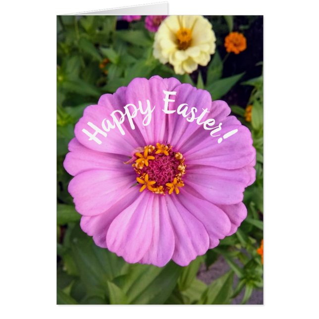 Elegant Pink Zinnia Flower Easter Card (Front)