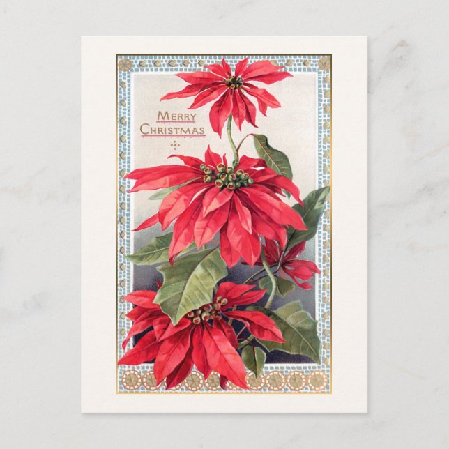 Elegant Poinsettias in Decorative Gold Frame Postcard (Front)