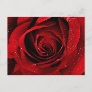 elegant postcard