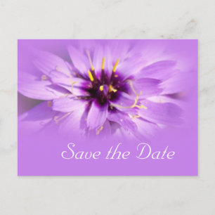 Elegant, pretty purple daisy flower save the date announcement postcard