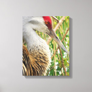Elegant Profile of a Greater Sandhill Crane Canvas Print