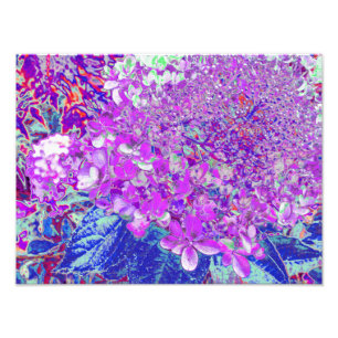 Elegant Purple and Blue Limelight Hydrangea Photo Print