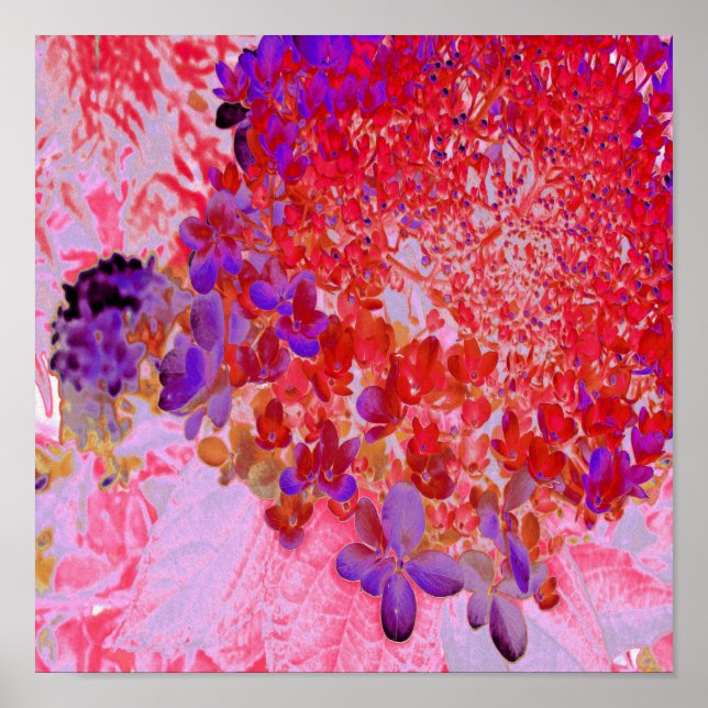 Elegant Purple and Orange Limelight Hydrangea Poster (Front)