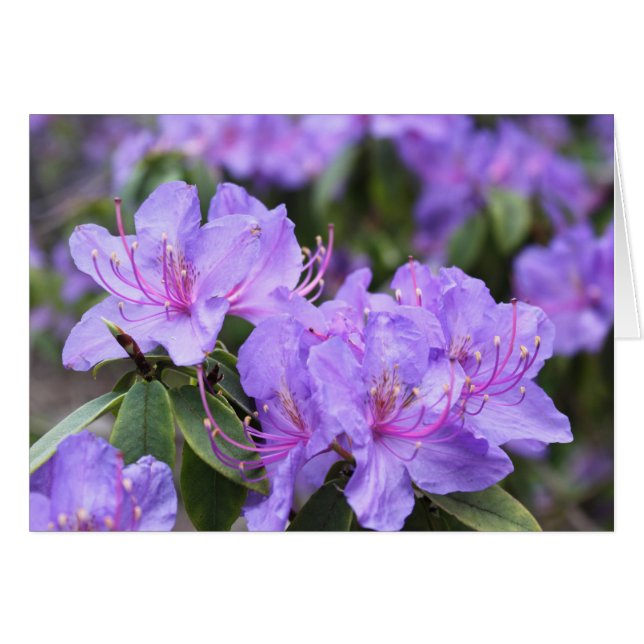 elegant purple  azalea flowers，  杜 鹃 花 (Front Horizontal)