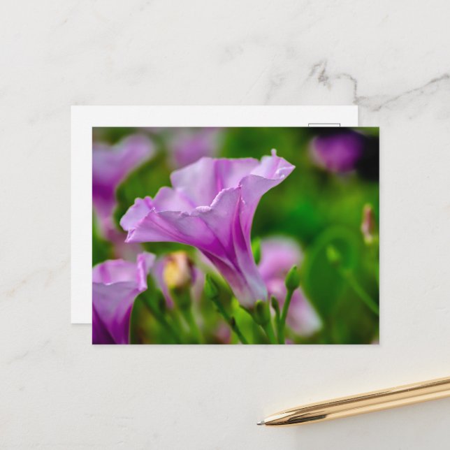 Elegant Purple Bloom in Focus Postcard (Front/Back In Situ)