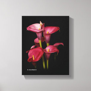 Elegant Purple Calla Lilies Canvas Print