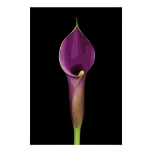 Elegant Purple Calla Lily Illustration Poster