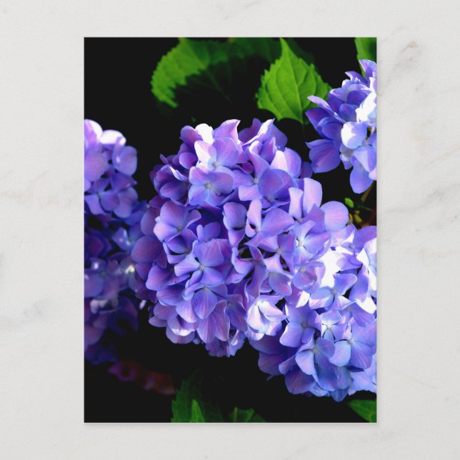 Elegant purple floral purple blue hydrangeas postcard (Front)