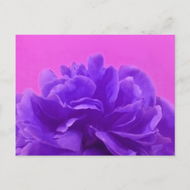Elegant Purple Raspberry Floral Postcard (Front)