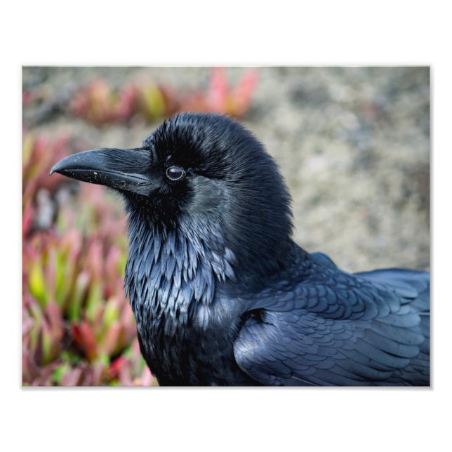 Elegant Raven photo print (Front)