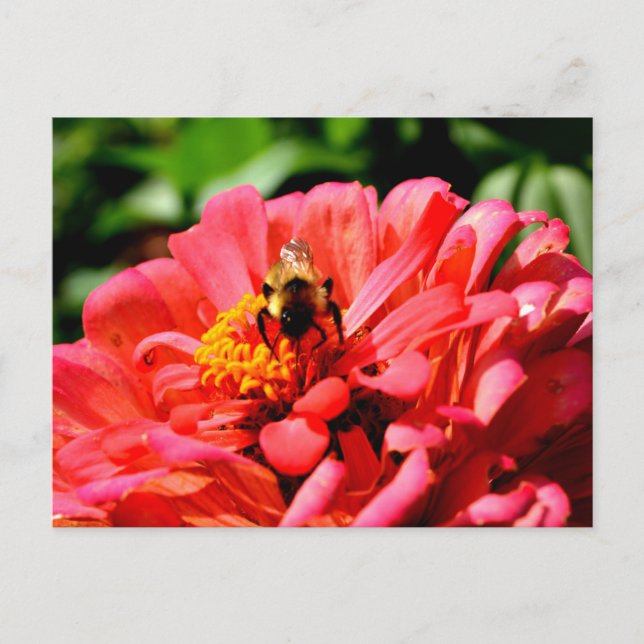 Elegant red coral floral cute bumble bee postcard (Front)