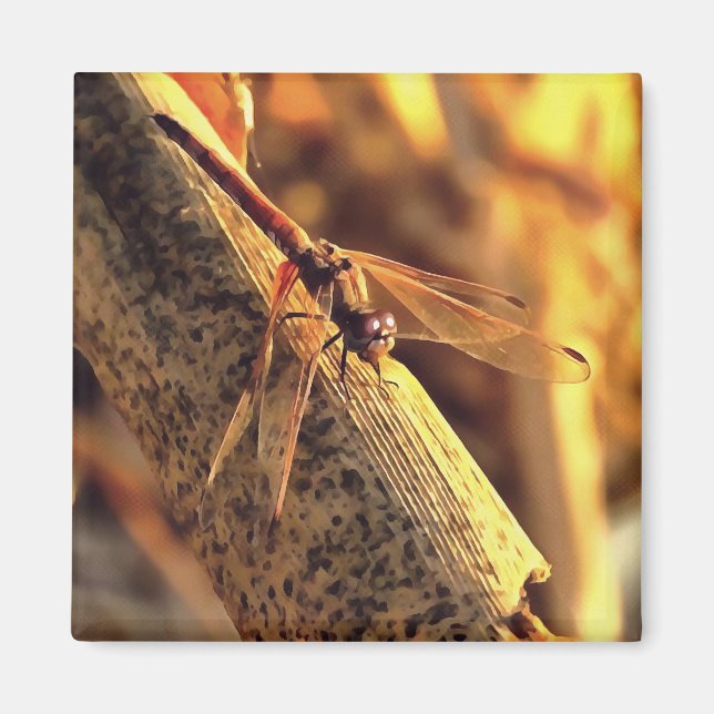 Elegant Red Darter Dragonfly Insect Art Magnet (Front)