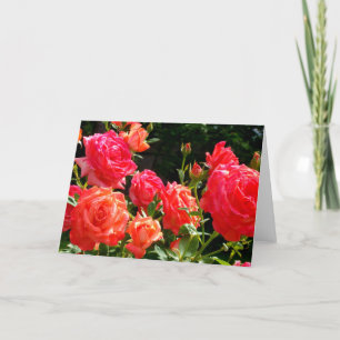 Elegant red orange coral roses rose garden card