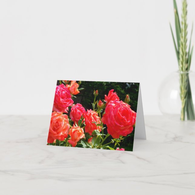 Elegant red orange coral roses rose garden card (Front)