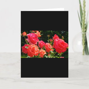 Elegant red orange coral roses rose garden card