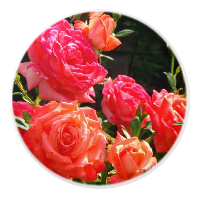 Elegant red orange coral roses rose garden ceramic knob (Front)