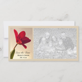 Elegant Red Tulip Wedding Save the Date