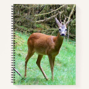 Elegant Roe Deer Buck Forest Notebook UK Wildlife 