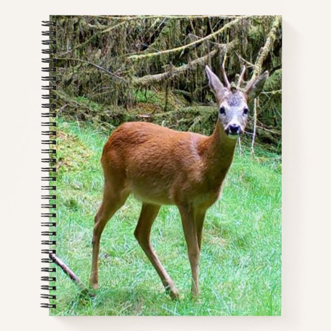Elegant Roe Deer Buck Forest Notebook UK Wildlife  (Front)