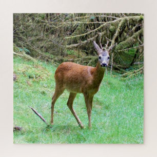 Elegant Roe Deer Buck Forest Scene Relax Nature Jigsaw Puzzle