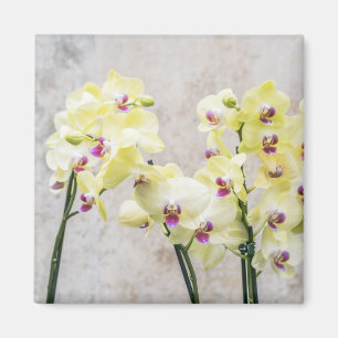 Elegant Romantic Cream & Lilac Orchids Magnet