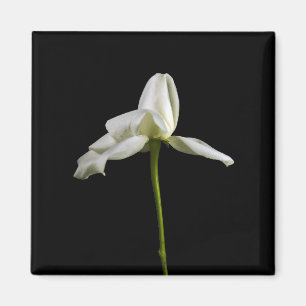 Elegant Rose Magnet
