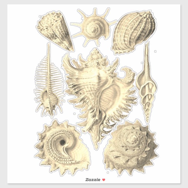 Elegant seashell vintage illustration  (Sheet)