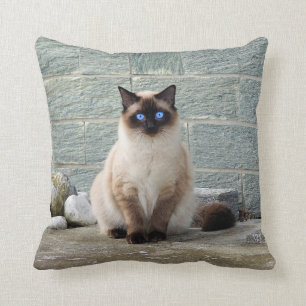Elegant Siamese Cat Photo Cushion