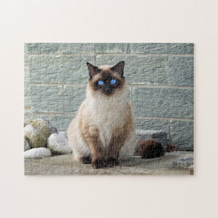 Elegant Siamese Cat Photo Jigsaw Puzzle