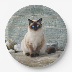 Elegant Siamese Cat Photo Paper Plate