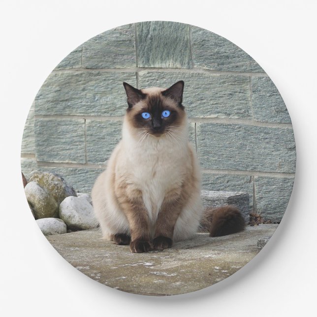 Elegant Siamese Cat Photo Paper Plate (Front)