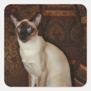 Elegant Siamese Cat Square Sticker