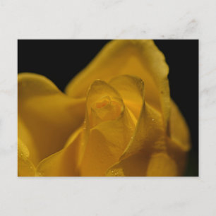 Elegant Single Yellow Rose Close Up Holiday Postcard
