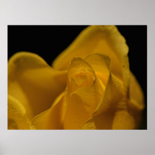 Elegant Single Yellow Rose Close Up Poster