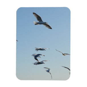 Elegant Soaring Seagulls Flying Blue Sky Coastal Magnet
