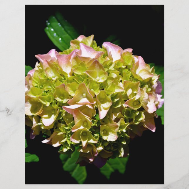 Elegant soft green pink floral hydrangeas (Front)