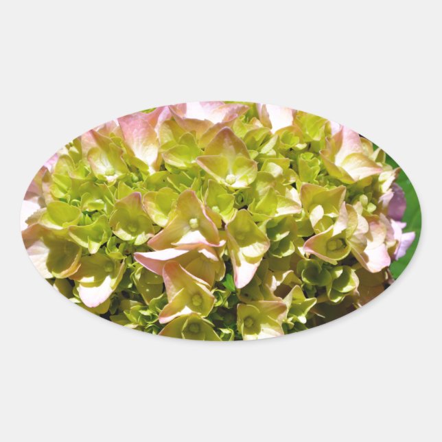 Elegant soft green pink floral hydrangeas oval sticker (Front)