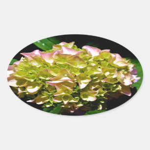 Elegant soft green pink floral hydrangeas oval sticker