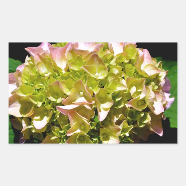 Elegant soft green pink floral hydrangeas rectangular sticker (Front)