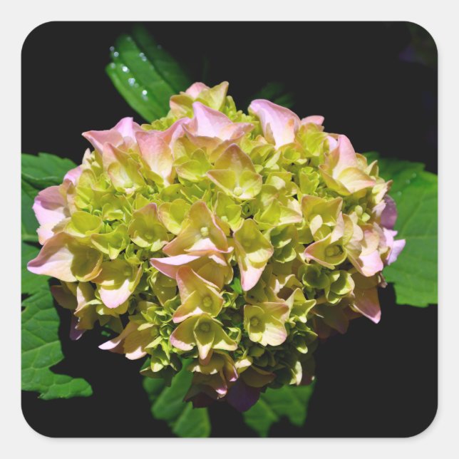 Elegant soft green pink floral hydrangeas square sticker (Front)