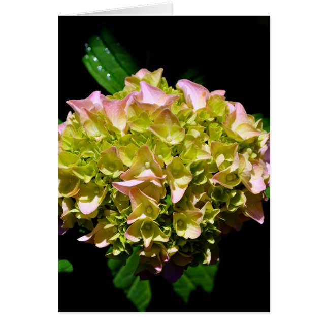 Elegant soft green pink green floral hydrangea (Front)
