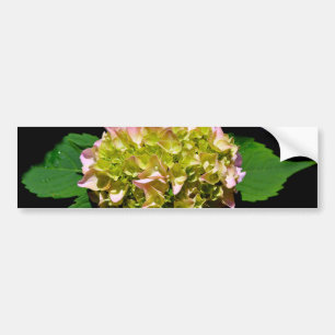 Elegant soft green pink green floral hydrangea bumper sticker