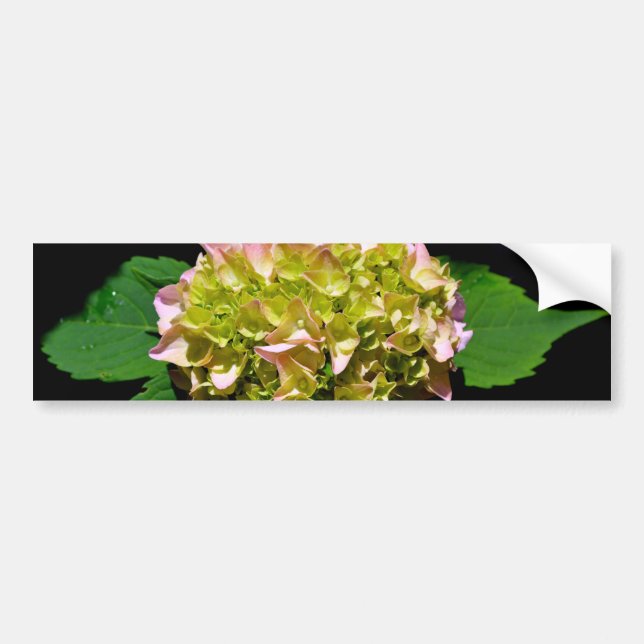 Elegant soft green pink green floral hydrangea bumper sticker (Front)