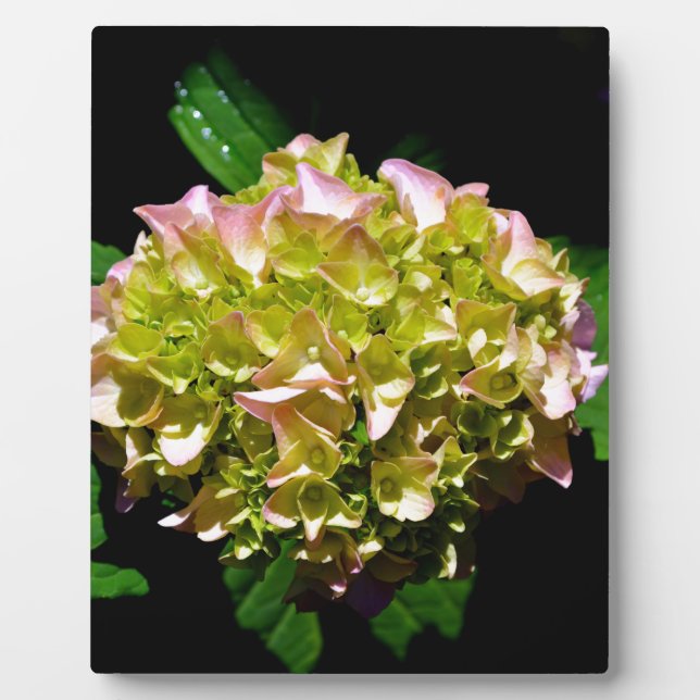 Elegant soft green pink green floral hydrangea plaque (Front)