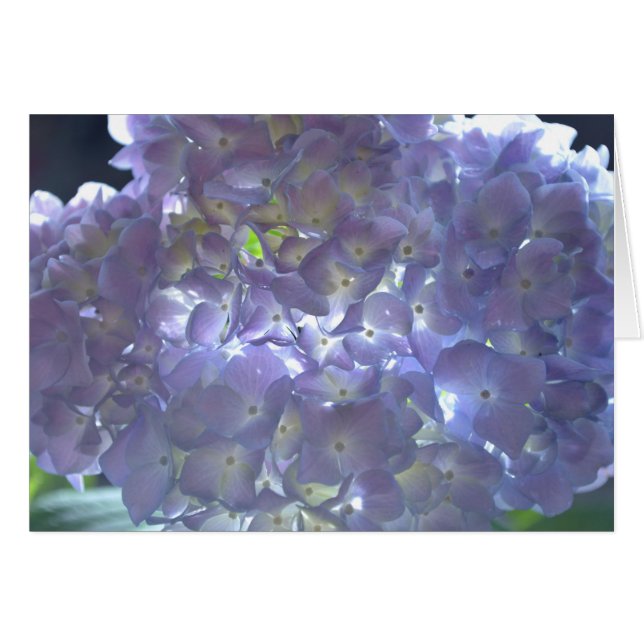 Elegant soft light purple floral purple hydrangeas (Front Horizontal)